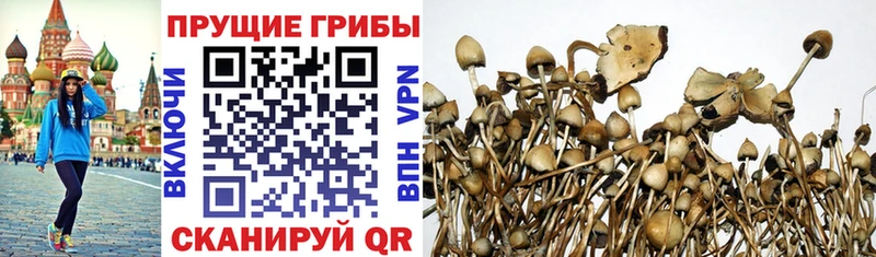 ОМГ ОМГ как зайти  Луховицы  Галлюциногенные грибы GOLDEN TEACHER 